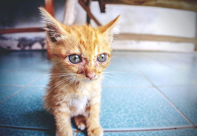 Portrait of kitten