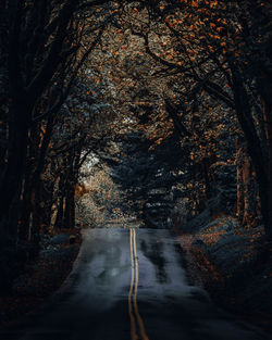 Empty road amidst trees