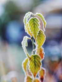 Close-up of plant