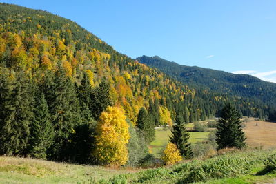 Scenic view of pine trees on field against sky