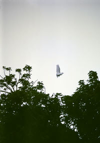 Low angle view of bird flying in the sky