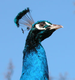 Close-up of peacock against clear blue sky