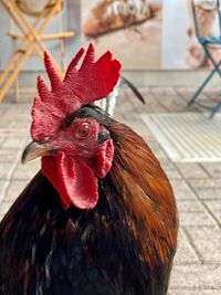 Close-up of rooster