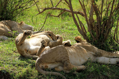 Lions relaxing in field