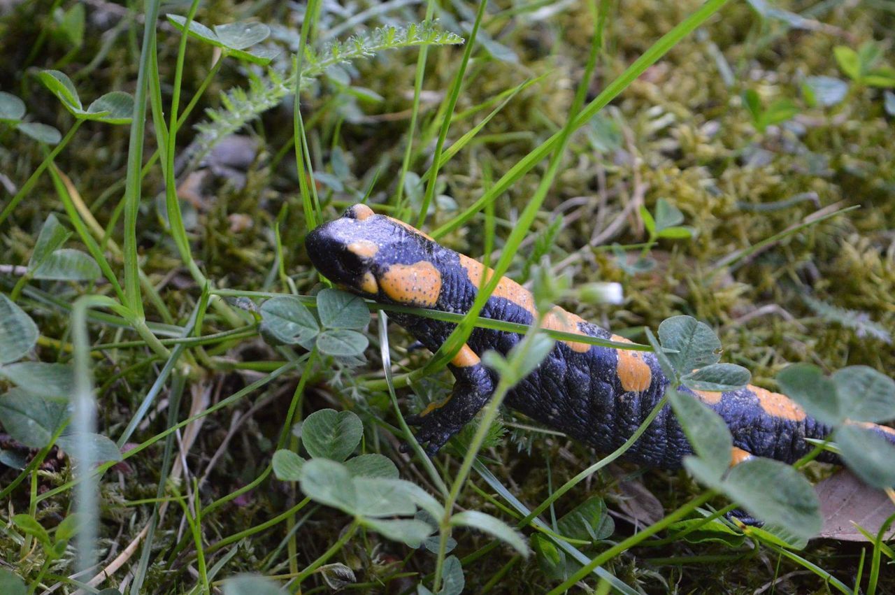 Firesalamander