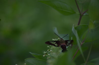 Close-up of butterfly pollinating on leaf