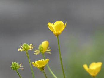 Close-up of yellow flowering plant