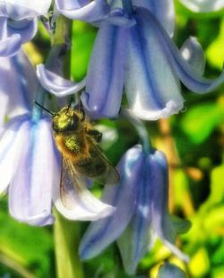 Close-up of bee pollinating flower