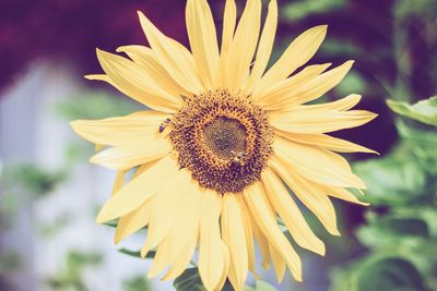 Close-up of sunflower