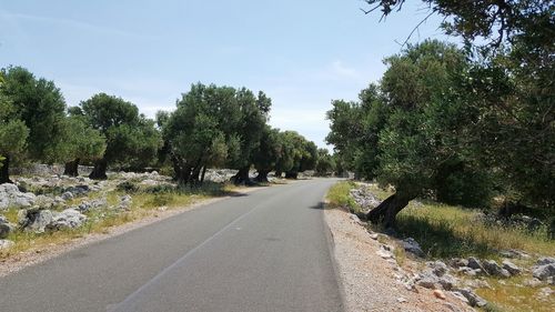 Empty road along trees