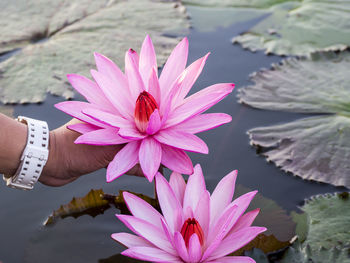 Close-up of hand holding lotus water lily