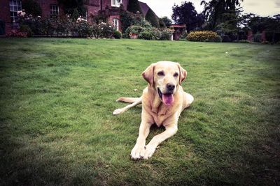 Dog on grass