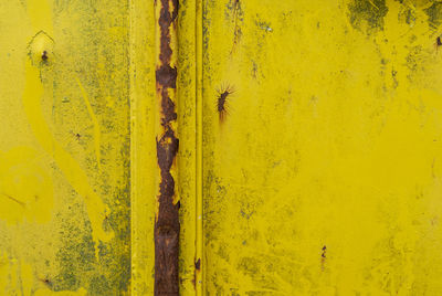 High angle view of a lizard on yellow wall