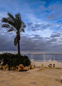 Palm tree by swimming pool against sky