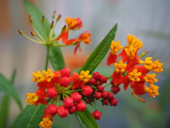 Close-up of red flowering plant