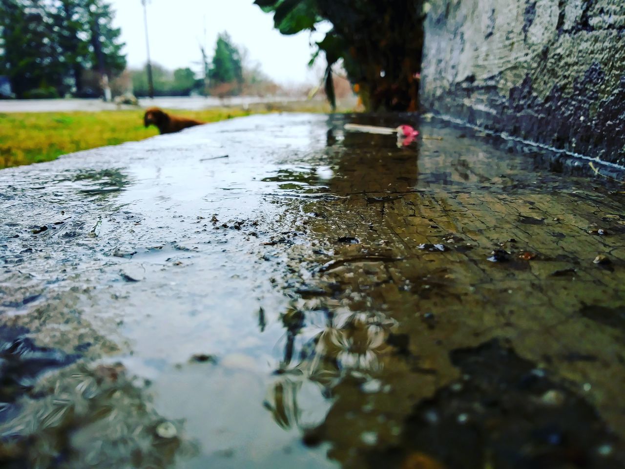 water, day, wet, outdoors, one person, puddle, nature, real people, tree, oil spill, close-up, people