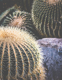 Close-up of succulent plant