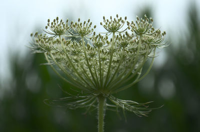 Close-up of flowering plant