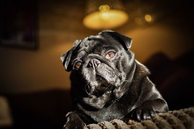 Close-up portrait of dog