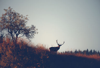 View of deer on field against clear sky