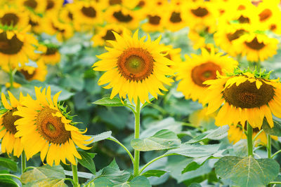 Close-up of yellow flowering plant