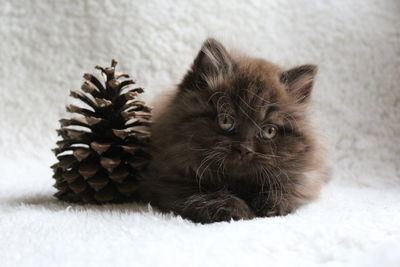 Close-up of kitten with pine cone on rug