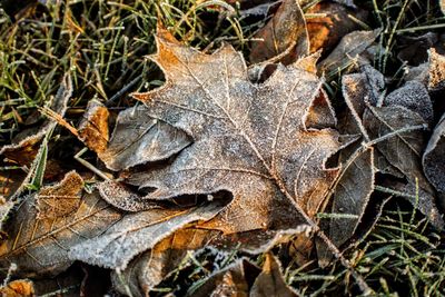 Close-up of dry leaves on fallen tree