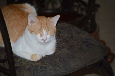 Cat sleeping on bed