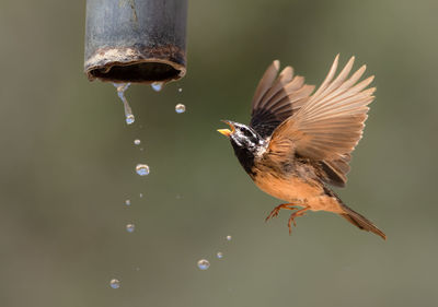 Close-up of bird flying against blurred background