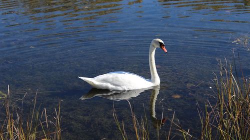 Swan swimming in lake