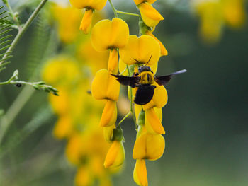 Close-up of bee on yellow flowers