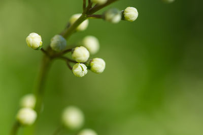 Close up of leaves