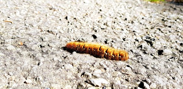 High angle view of insect on rock