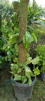 High angle view of potted plants in yard