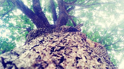 Low angle view of trees