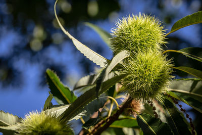 Close-up of plant