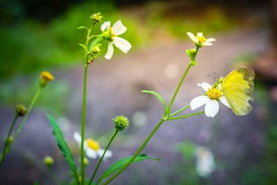 Close-up of yellow flowering plant