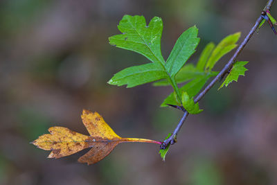 Close-up of maple leaves on plant