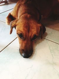 Close-up portrait of dog