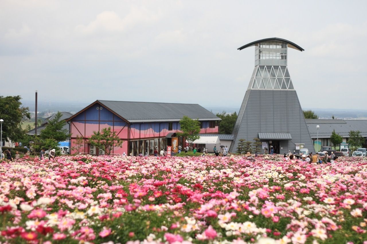 flower, freshness, building exterior, built structure, architecture, fragility, sky, growth, blooming, beauty in nature, plant, nature, pink color, cloud - sky, petal, in bloom, blossom, springtime, field, day