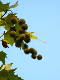 Low angle view of tree against clear blue sky