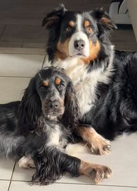 Lily and obsy. like mum and daughter