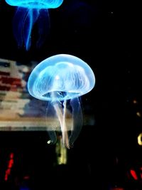 Close-up of jellyfish swimming in sea