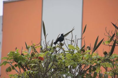 Low angle view of bird perching on plant