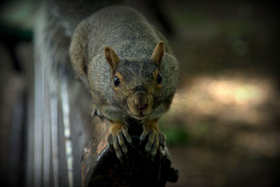 Close-up portrait of squirrel