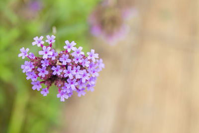 Close-up of purple flowering plant