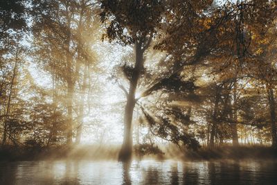 Sunlight streaming through trees in lake