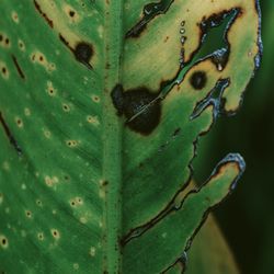 Close-up of succulent plant