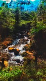 Stream flowing through forest