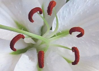 Close-up of white flowers